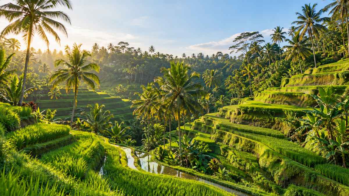 Sawah terasering Tegallalang di Ubud dengan pohon kelapa dan cahaya matahari keemasan